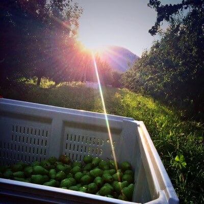 2014 Revised Crop Estimate Released