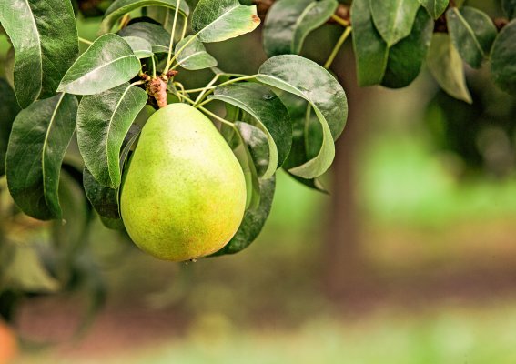 Organic Pears