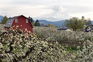 Sound Nutrition Starts in the Orchard