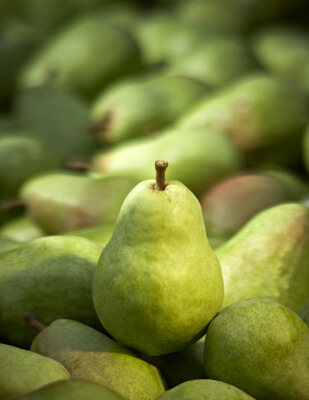 New Research Investigates Potential Probiotic Benefits of a Pear-Enriched Diet