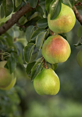2016 NORTHWEST FRESH PEAR CROP ESTIMATE