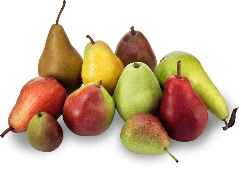 ADULTS WHO EAT PEARS LESS LIKELY TO BE OBESE
