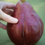 Large red pear