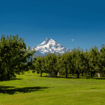 Pear orchards in Parkdale, Oregon on a sunny day with Mount Hood in the background