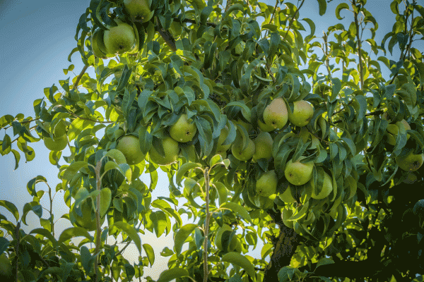 Oregon and Washington Pear Growers Vote to Continue Marketing Order