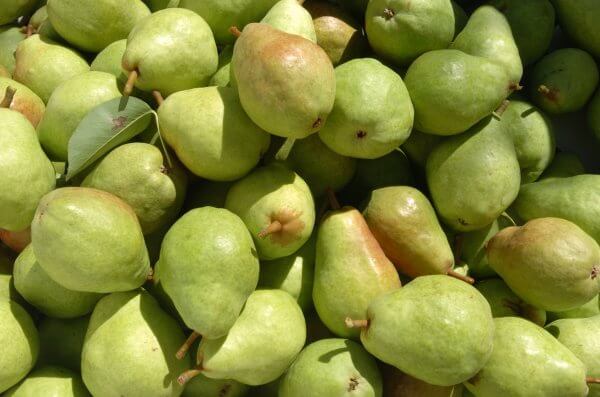 INDUSTRY EXPECTING LARGE CROP FOR NORTHWEST PEARS FOR 2018-19 SEASON BASED ON LATEST ESTIMATE