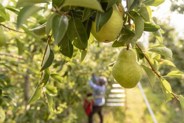Orchard to Market: The Journey of a Pear