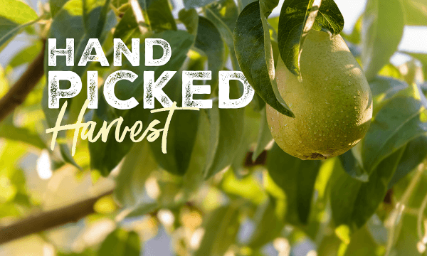 VIDEO: Hand-Picked: The Story of Pears in the Pacific Northwest
