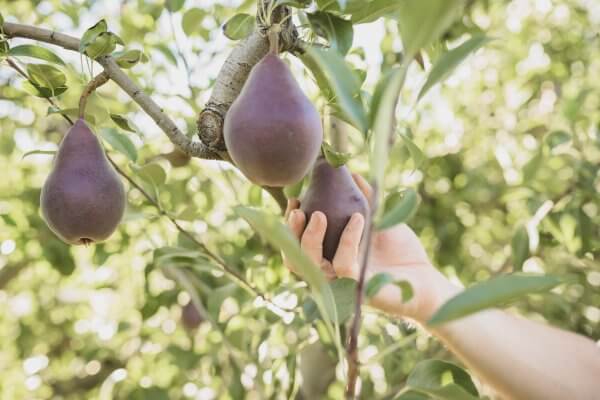 NORTHWEST FRESH PEAR CROP ESTIMATE FOR 2020 HARVEST SEASON ANNOUNCED